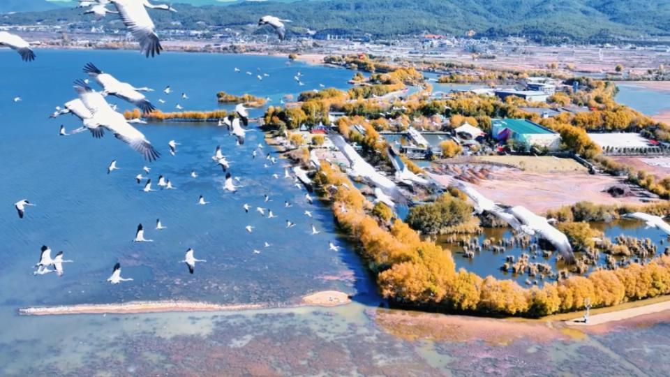 “与鹤齐飞”是什么体验？上百灰鹤在丽江拉市海翱翔
