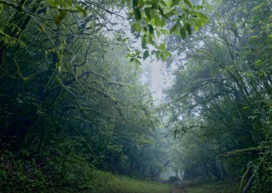 神秘“禁区”哀牢山地磁异常，夜晚释放大量二氧化碳，其实是……
