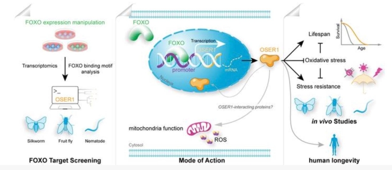 西南大学家蚕团队发现长寿新基因OSER1