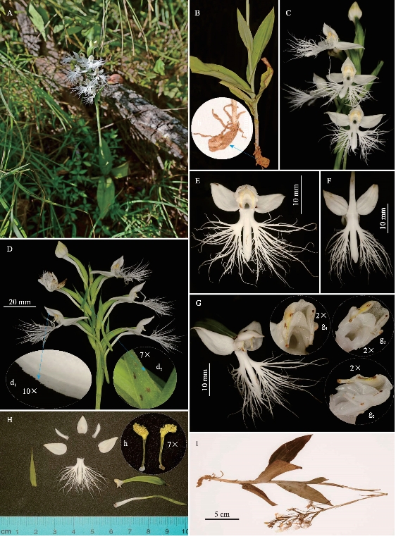 云南龙陵发现中国新记录物种龙须玉凤花