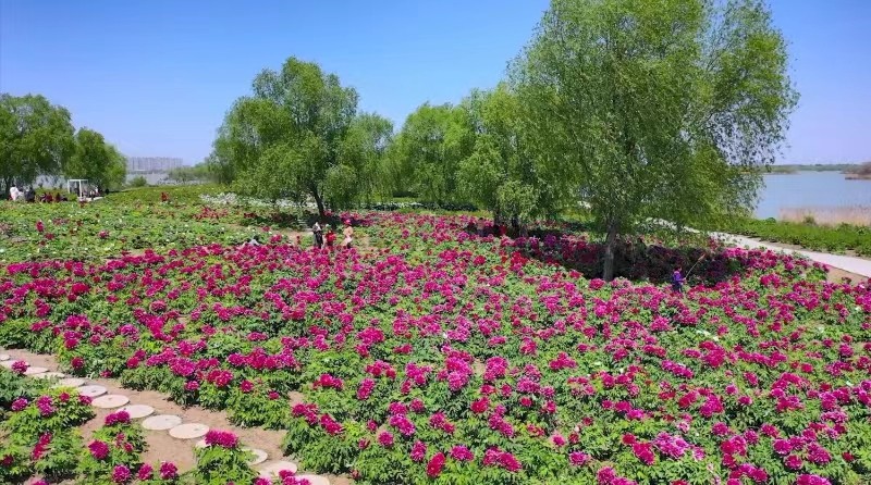 第六届济宁太白湖牡丹节盛大开幕(图2)