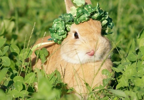 BCM 提摩西草:为何成为小宠喂养热门之选?(图2) BCM 提摩西草:为何成为小宠喂养热门之选?(图2)