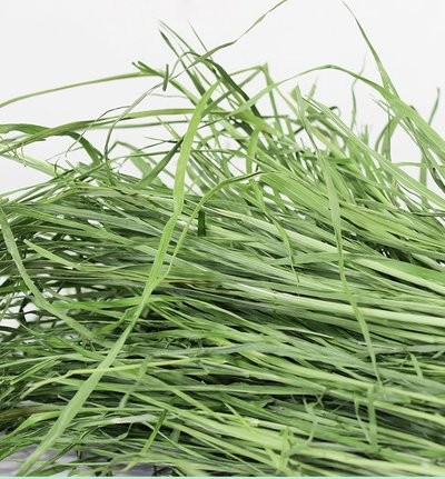 BCM 提摩西草:为何成为小宠喂养热门之选?(图1) BCM 提摩西草:为何成为小宠喂养热门之选?(图1)